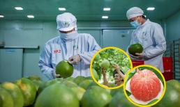 Không phải sầu riêng, loại quả này của Việt Nam khiến Thứ trưởng Bộ Nông nghiệp Mỹ tấm tắc khen ngon, sản lượng hơn 900 nghìn tấn/năm