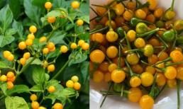 1 loại quả ở Việt Nam chỉ trồng làm cảnh nhưng có giá 'đắt như vàng', nửa tỷ đồng/kg