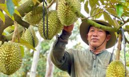 Người dân Đồng Nai 'hốt bạc' nhờ trồng giống sầu riêng đang lên ngôi, giá vọt 90.000 đồng/kg vẫn đắt hàng