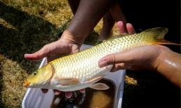 Để ăn cá vào mùa hè, những người sành ăn sẽ chọn cá này, bổ dưỡng, thanh nhiệt và giải độc. Đừng quên ăn nó nhé! 