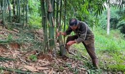 Lão nông 'đổi đời' nhờ nghề lạ ở Việt Nam, thu tiền tỷ khi mang loại cây hiếm về trồng