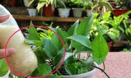 Nếu thấy cây trầu bà xanh bắt đầu ra chồi mới, tưới 3 loại nước thường xuyên, cây sẽ phát triển xum xuê