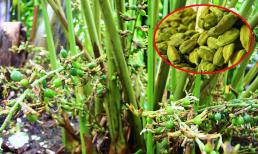 Việt Nam trồng bạt ngàn loại gia vị đắt đỏ bậc nhất thế giới, giá 2 triệu đồng/kg