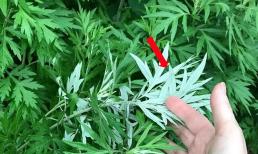 Có nên trồng rau ngải cứu trước nhà hay không?