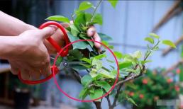 Khi trồng hoa giấy, hãy nhớ 'mẹo' này, ngay cả giống hoa lười nhất cũng sẽ nở đầy hoa