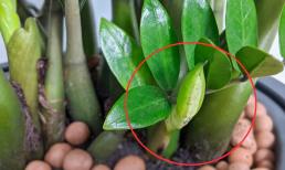 Cây kim tiền ra hoa có ý nghĩa gì? Vì sao không nên trồng cây này trong nhà