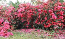 Làm thế nào để hoa giấy nở thường xuyên và liên tục? Bí mật đã được tiết lộ