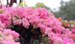 Cách tưới nước đúng để hoa giấy nở bung lụa quanh năm