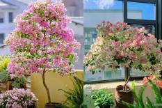 Khi mua hoa giấy, hãy nhớ 5 điểm này và bạn sẽ không dễ bị lừa mua phải hoa giấy 'đểu'