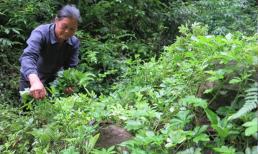 Loại cỏ hoang trên núi tại Việt Nam được ví như ‘nhân sâm phương Nam’, tốt gấp 8 lần trà xanh
