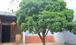 Đây là những điều 'đại kị' nhất khi xuất hiện trước của nhà, khiến gia chủ xui xẻo và sớm suy vong!