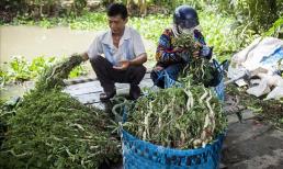 Nông dân Trà Vinh nhổ lúa trồng thứ rau đặc sản: Hái không kịp bán, thu nhập 8 con số/tháng
