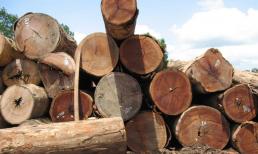 Loại gỗ đắt đỏ bậc nhất hành tinh chỉ xuất hiện ở duy nhất một nơi: Nguy cơ tuyệt chủng cao vì 'lâm tặc' truy lùng đến cạn kiệt