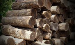 Loại gỗ quý hiếm và siêu đắt đỏ, thuộc loại cứng và nặng nhất thế giới: Có nguy cơ ‘biến mất’ hoàn toàn