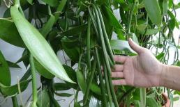 Loại cây được mệnh danh là 'vàng đen' trong giới gia vị: Hoa nở đúng 1 ngày, cho quả bán 20 triệu/kg