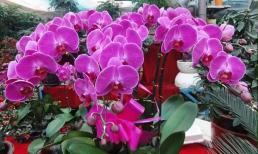 Khi trồng hoa lan vào mùa hè, dù bận rộn đến đâu, bạn cũng phải thực hiện tốt 4 điều này, nếu không bệnh tật sẽ tiếp tục bùng phát!
