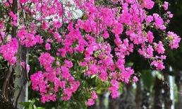 Nếu bạn cắt tỉa hoa giấy như thế này vào mùa hè, lượng hoa sẽ tăng gấp 3 lần và tiếp tục nở cho đến mùa đông