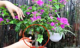 Khi nào nên cắt tỉa cây hoa giấy? Làm thế nào để cắt tỉa?