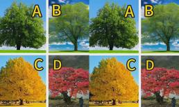 Trắc nghiệm tâm lý: Cây nào có sức sống mạnh nhất? Kiểm tra xem cuộc sống của bạn có thể tốt đến mức nào?