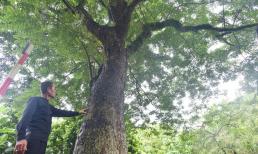 'Khối vàng lộ thiên' hơn 100 năm tuổi tại Hà Nội: Được trả giá 60 tỷ đồng nhưng không ai chịu bán