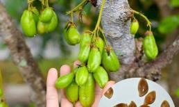 Quả 'chua nhất Việt Nam' xưa rụng đầy gốc đem cho cũng lắc đầu nay thành đặc sản giá 180.000 đồng/kg