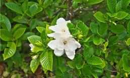 5 nguyên tắc vàng để hoa dành dành nở quanh năm