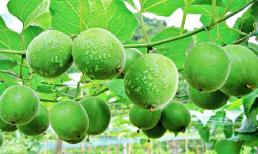 Việt Nam có loại quả kỳ lạ, ngọt gấp 300 lần đường mía, là 'khắc tinh' của tiểu đường, ngừa cả ung thư