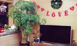 Nên trồng loại hoa nào bên cạnh tủ tivi? Chọn một trong ba loại này. Nó có phong cách cao, ý nghĩa tốt và được ưa chuộng