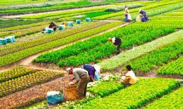 Từ nay, chuyển đổi quyền sử dụng đất nông nghiệp có phải nộp thuế TNCN và lệ phí trước bạ không?