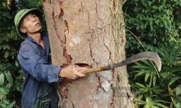 2 cây gỗ quý ở Việt Nam được xem như 'báu vật': Trả trăm tỷ vẫn không bán, cả làng cùng nhau canh giữ ngày đêm