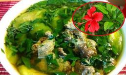 Loại cây mọc hoang ở bờ rào xưa không ai hái, nay thành đặc sản giá 50.000 đồng/kg, nấu với canh cua siêu ngon