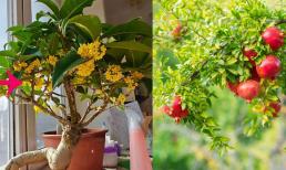 4 loại “hoa thu hút tài lộc” này có tác dụng nuôi dưỡng con người, mang lại sự thịnh vượng cho gia đình. Chúng có tuổi thọ hơn 100 năm và chắc chắn là 'báu vật của ngôi nhà phố'