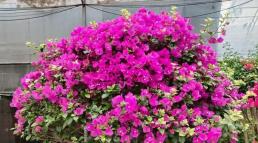 Để làm cho hoa giấy nở thành 'thác hoa', chỉ cần kỹ năng đơn giản 