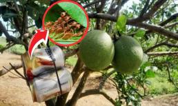 Một ông nông dân Tây Ninh treo vỏ lon bia nuôi con gì trong vườn bưởi mà khiến cả làng 'mắt chữ A mồm chữ O' khi hiểu ra?