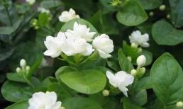 Vào tháng 5 trồng hoa nhài, mách bạn một mẹo nhỏ, mùa hè hoa nở bung liên tục, hương thơm quyến rũ