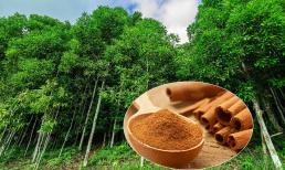 Loài cây được ví như 'vàng xanh': Việt Nam dẫn đầu thế giới, thu hàng trăm triệu USD mỗi năm