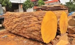 Loại gỗ nào có tuổi thọ 5.000 năm được rao bán hơn 10 tỷ đồng tại Việt Nam?