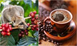Chất thải 5 loại động vật này quý như vàng, vị trí số 2 ai cũng 'uống'