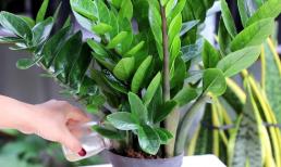 Cây kim tiền kỵ nhất người thuộc 2 mệnh này, trồng là 'nghèo bền vững', của cải 'đội nón ra đi'