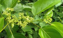 Loại lá mọc dại ở ven sông, bìa rừng xưa chả ai ăn, nay giá lên tới 70.000 đồng/kg mà khó mua