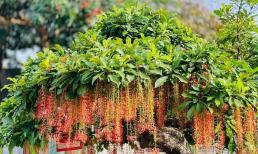 Trước cửa trồng 3 loại cây này trấn yểm âm khí, cây càng xanh tươi người càng giàu sang