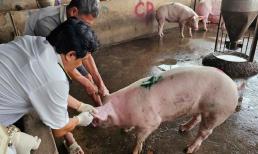 Công bố kết quả kiểm tra lò mổ heo gia công cho các cửa hàng C.P ở Sóc Trăng