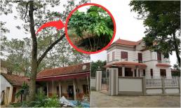 Thôn nghèo miền núi 'đổi đời' nhờ trồng loại gỗ quý, đắt như vàng: Nhà nhà mua xe, sắm biệt thự