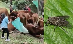 Loài ruồi gây hại bỗng hóa 'vàng', cả làng đổ xô đi bắt, thu ngay hơn 4 triệu đồng mỗi kg