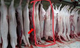 Vụ Công ty C.P. bị tố bán thịt heo bệnh: Người tố tung thêm hình ảnh heo 'bất thường' ở lò mổ