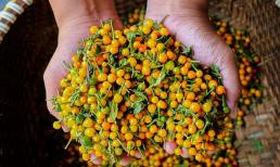 Loại quả đắt đỏ bậc nhất thế giới, giá tới 600 triệu đồng/kg, ở Việt Nam lại được cho không