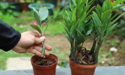 Thầy phong thủy cho biết đặt cây tiền ở những nơi này không chỉ giúp ngôi nhà của bạn đẹp hơn mà còn mang lại sự thịnh vượng và giàu có cho gia đình! 