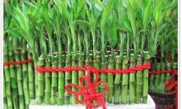 Dù phòng khách nhà bạn có lớn đến đâu thì cũng đừng trồng cây phát lộc ở 4 nơi này