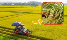 Xuất sang Nhật Bản một lô hàng 500 tấn, Việt Nam là nước đầu tiên trên thế giới làm được điều này