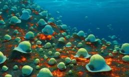 2,6 triệu quả trứng vàng khồng lồ được tìm thấy dưới nước gần một ngọn núi lửa gây chấn động